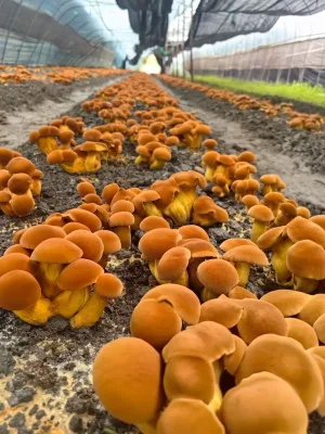 Factory Supply Superfine Organic Dried Cultivated Food Grade Boletus Edulis Powder hand blue mushroom