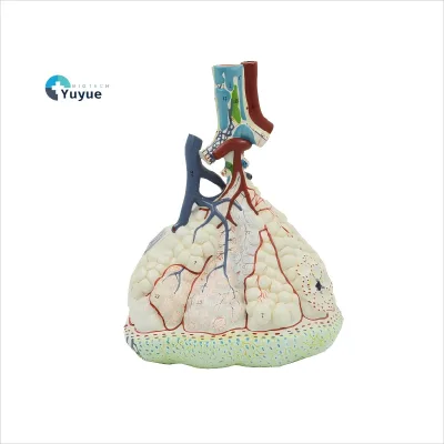 High Precision Human Lung Lobule Anatomical Model Respiratory Structure Demonstration Teaching Model for Biology Lab Education