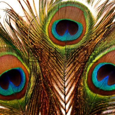 Wedding Centerpieces Dyed Blue Peacock Feather
