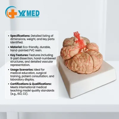 Human Brain Model 8-Part Model Anatomically Accurate Brain Human Brain Anatomy Model for Medical Teaching Display CE/ISO
