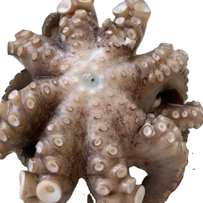 Frozen Octopus