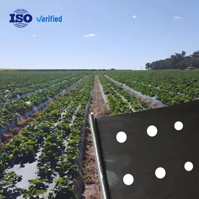 Black Silver 25 Micron Agricultural Mulch Film Ground Cover Pe Plastic Mulch Film Punch Holes
