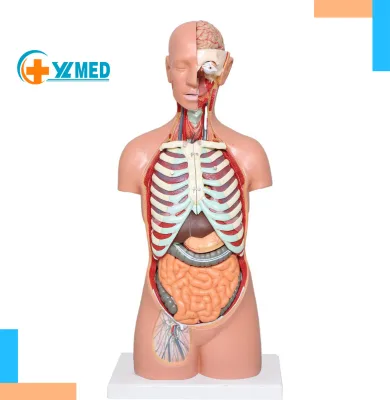 Medical Torso Human Body Model Anatomy Doll 17 Removable Parts Sexless Anatomical Torso Model Education Organs Model Teaching