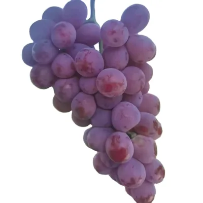 Seasonal Sweet Egypt High Quality Natural Ftresh Grapes Fruit