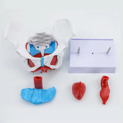 Human Anatomical Medical Science Female Pelvic and Genital Organ Model with Floor Muscle Rectum Application Vitamin E