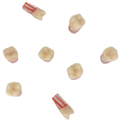 Root Canal Practice Teeth