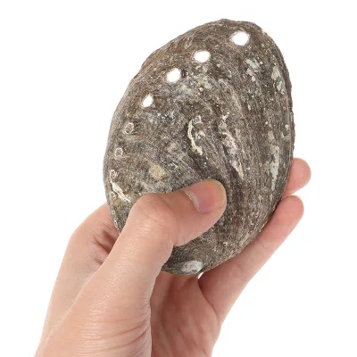 Wholesale High Quality Abalone Shell Large Abalone Shell Home Decoration