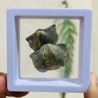 Wholesale Price Natural Science Popularization fossil High Quality Cyrtospirifer fossil with a Box for Developmental Gift