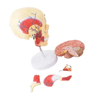 Human Facial Masticatory Muscle Anatomical Model