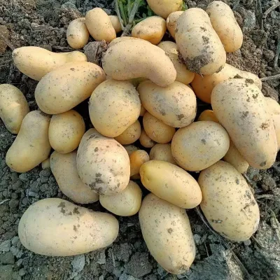 Organic 100% Pure Natural Fresh Potatoes High Quality Bulk Exporter
