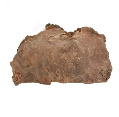 1KG Wild Raw Dried Fuscoporia Punctata Fungus Fomitiporia Punctata Mushroom Rivercense Brand From Bozhou China for Sale