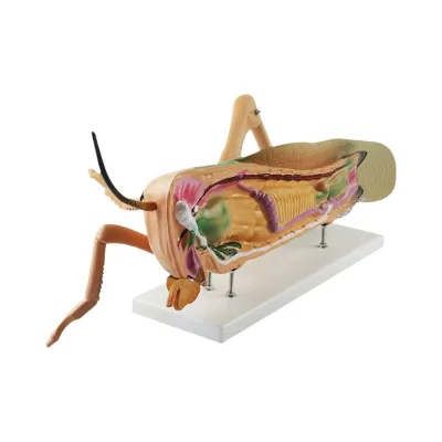 Grasshopper Dissection Enlarged Model Insect Model Detachable Middle and High School Biology Teaching Demonstration Model ZM6010