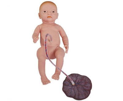 Medical Science Educational School Teaching Neonatal with Placenta Care Model