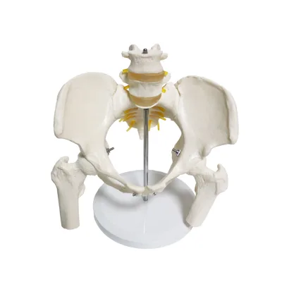 Simulation Lumbar Pelvic Bel, Two-segment Lumbar Vertebrae Model Spine Medical Pelvis Medical Teaching
