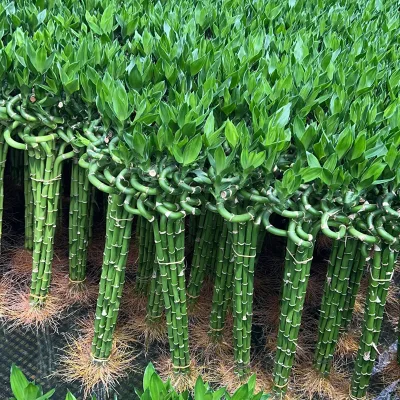 Lucky Bamboo Dracaena Sanderiana Mixed Varieties Various Sizes Indoor Hydroponic Potted Plant Handcrafted Chinese New Year