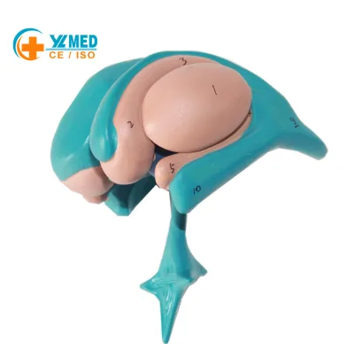 Human Brain Nucleus Ventricle Casting Thalamus and Central Nervous System Anatomical Model with Amygdala Model