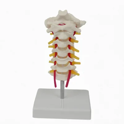 Natural Large 7th Cervical Vertebra with Atlas Model