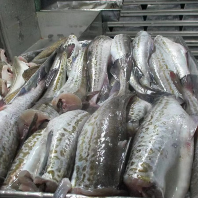New Arrival Frozen Pacific Cod HG