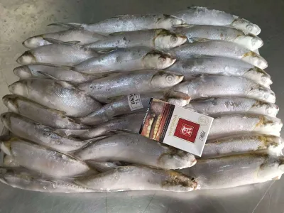 New BQF Frozen Whole Round Milkfish (Chanos Chanos) for Bait HACCP Certified Grade a Chinese Seafood
