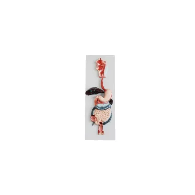 Medical Workers Modelling Lifelike Comparative Observation the Digestive System Model for Teaching and Learning Anatomy