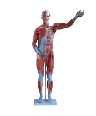 Human Male Muscle Model 80CM Human Male 27 Parts Muscle Model