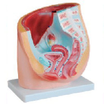 Human Anatomy Body Part Female Sagittal Training Manikin