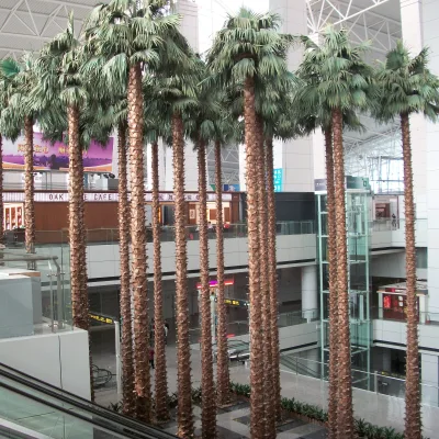 Customized Artificial Washingtonia Palm Tree Straight Trunk Simulation Color Fiberglass UV Protection Design Outdoor Decoration