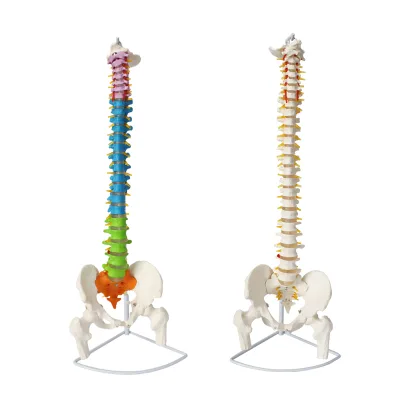 Flexible Spine Model High Quality University Use Education Supplies Natural Life-size Coloured