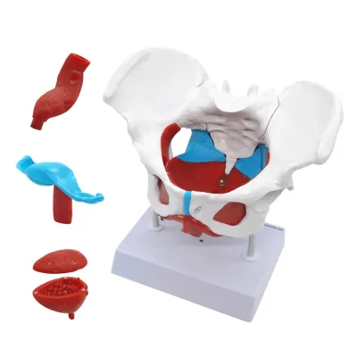 Dynamic Teaching Simulation Can Move Female Pelvic and Uterine Models Pelvic Structure and Pelvic Floor Muscle Rehabilitation