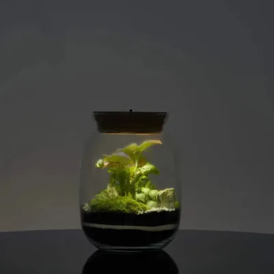Modern Closed DIY Terrarium Kit with 22 cm Glass Container(No Tool Kit and No LED) for Desktop Use