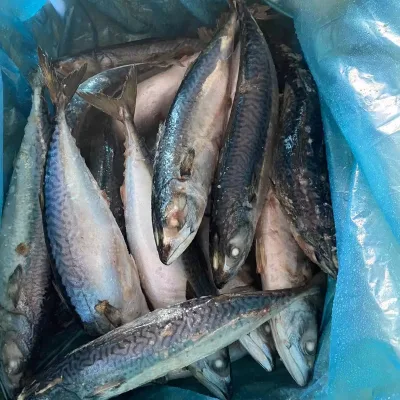 Stunning Seafrozen Pacific Mackerel 400-600G/PCS No Fish Roe. Ask About Price!