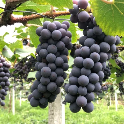 Seasonal Fruits Organic Whole Boxes of Fresh Grapes and Other Fruits Green and Red Grape Wholesale Availability