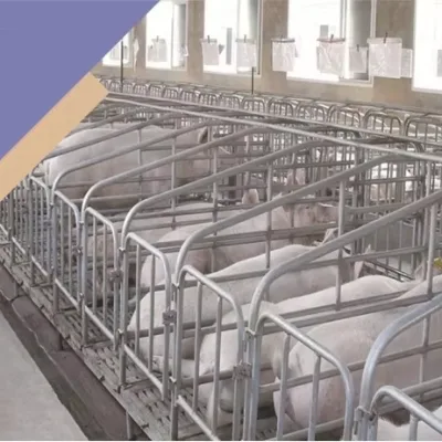 new sow gestation crate  animal feeding pig farm nice to clean keep strong nice price top product from China pig farm