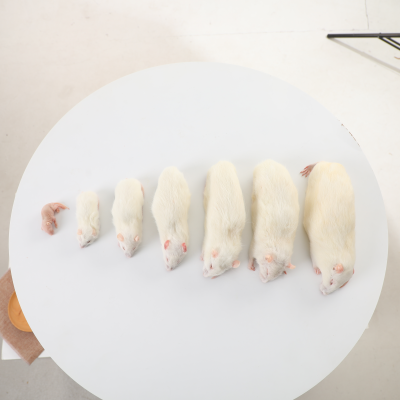 Frozen Feeder Mice for Snake Lizard Food Carnivores and Birds of Prey