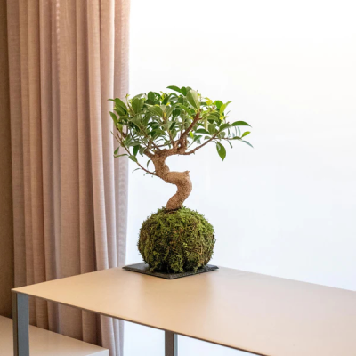 Ficus Retusa Kokedama Elegant Garden Supplies Live
