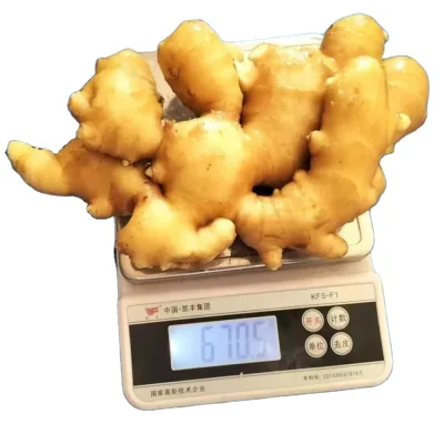 Organic Tasty Fresh Ginger Hand Picked at an Excellent Price