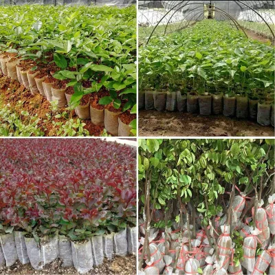 Small Special Sapling Planting Bags Non-woven Breathable Grow Pots for Wholesale Garden Nursery
