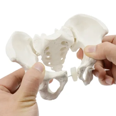 Mini Movable Pelvic Model, Sacrum, Hip, Pelvis, Bendable and Rotatable, Human Skeletal Anatomy Rehabilitation Teaching Tool