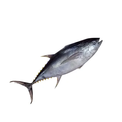 Fishing Products of Yellow Fin Tuna Meat