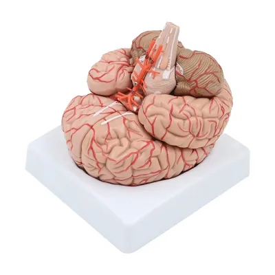 Brain Anatomy Model Life Size 9-Part Neuroscience Brain Model Arteries Detachable Brain Amygdala Model