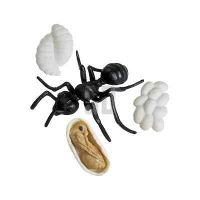 Ant Growth Cycle Model. Discover the Secrets of Tiny Ants!