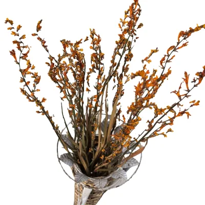 Naturally Dried Flowers Renanthera Coccinea Real Plants for Flower Arrangements Wedding Decor Bouquet Making Home Decorations