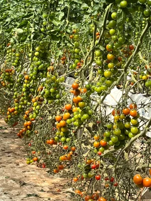 Wholesale Commercial Tomato Gutter System Hydroponic Gutter Nutrient Return