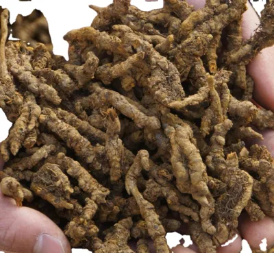Huang Lian High Quality Root of Coptidis Raw Bitter Taste Whole Dry Rhizome Coptidis