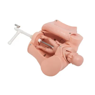 High Quality Hand Delivery Technology Transfer Model Medical Teaching Production Model Infant Model