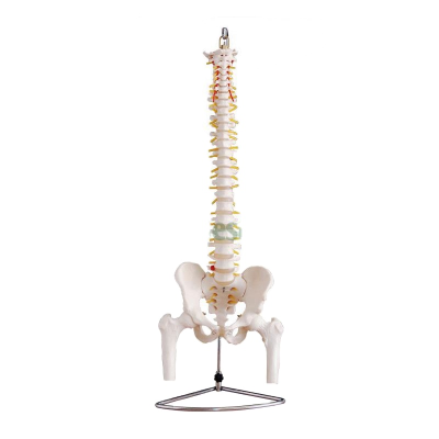 Life-Size Vertebral Column with Pelvis and Femur Heads Medical and Biological Teaching Aid Anatomical Model