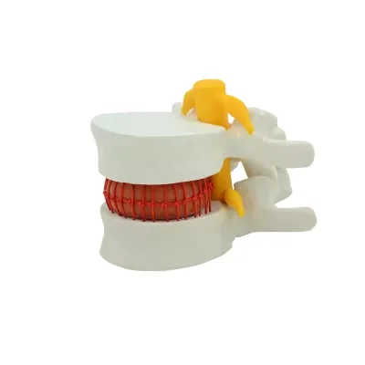 Enlarged Human Lumbar Model Spine Anatomy Skeletal System