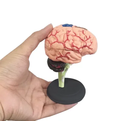 4D Disassembled Anatomical Human Brain Model Human Resintransparent Skull Anatomy Brain Model Human Brain Model