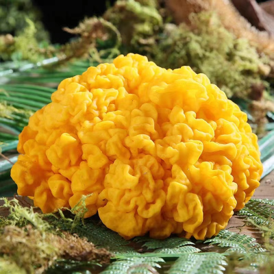Natural Wild Golden Tremella Fungus Fresh Witches Butter Fungus with Wholesale Price