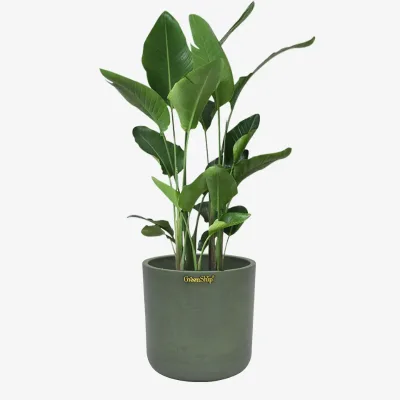 Wholesale Nursery Garden Large Big Size Tree Plant Flower Pots Planter Pots